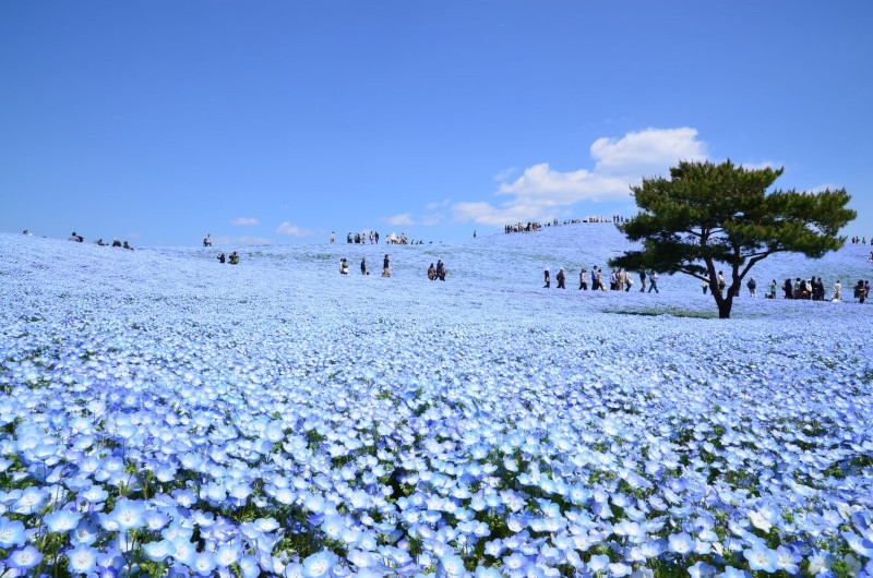 Không gian xanh biếc của hoa Nemophila